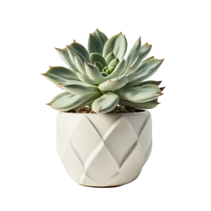 กุหลาบหิน