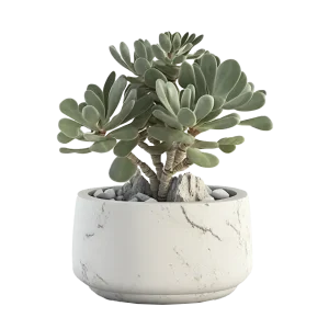 เฟเนสตราเรีย