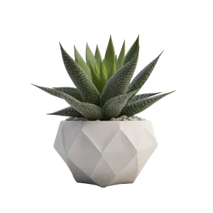 ฮาโวเทียม้าลาย