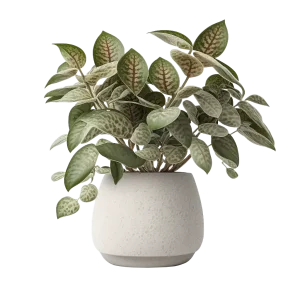 ละอองดาว ไฮโพเอสเทส