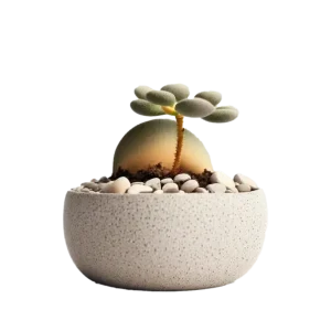 ไลทอป หินมีชีวิต