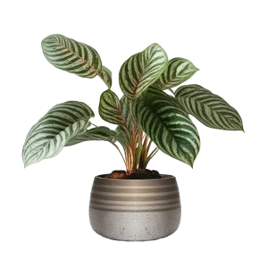 แววมยุรา มารันต้า