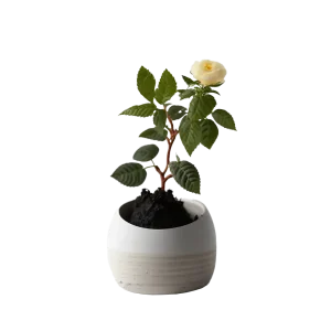 กุหลาบหนู