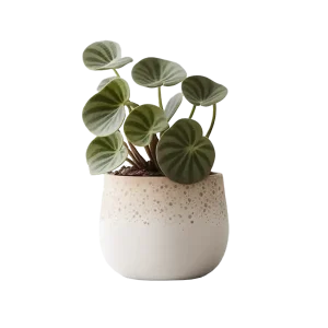 ไพเลีย ต้นเหรียญเงิน