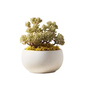 ซีดัม ต้นรวงข้าว