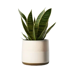 ลิ้นมังกร