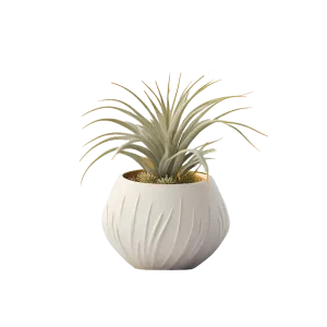 ทิลแลนด์เซีย สับปะรดอากาศ